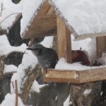 19日、春の大雪で本工房庭の小鳥達もたちもびっくり！